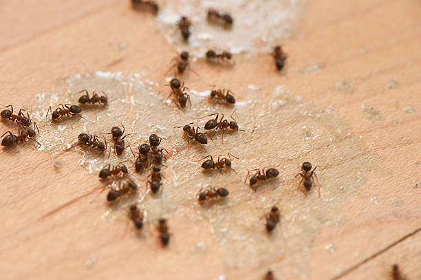 Best Ant Control Services  in Perry Hall, MD